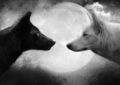 Conte des deux loups